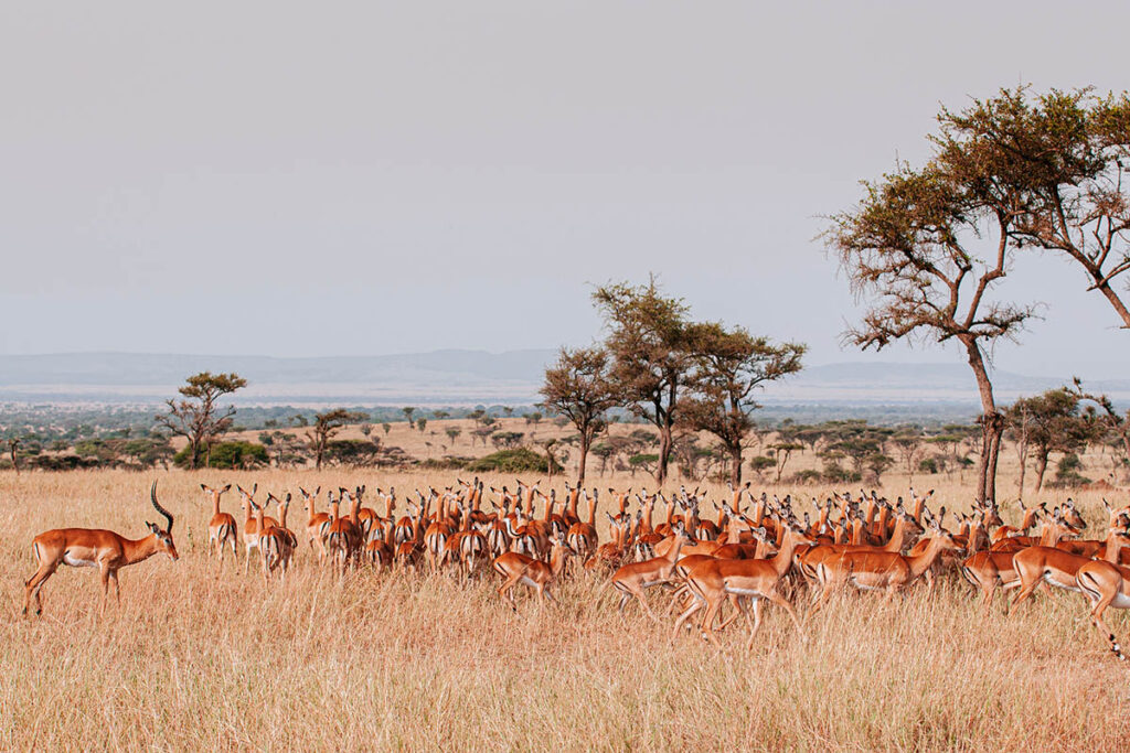 A herd of Impala during the great migration - Kenya Honey Moon