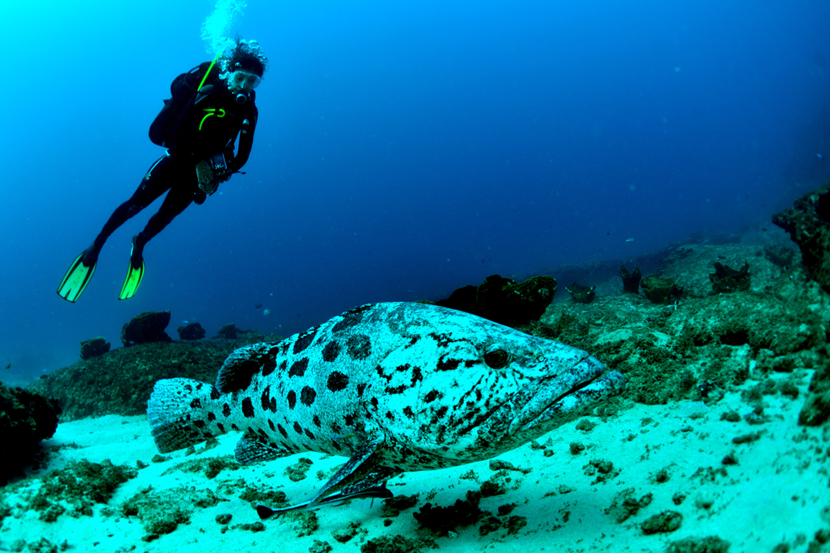 Diving in Mozambique