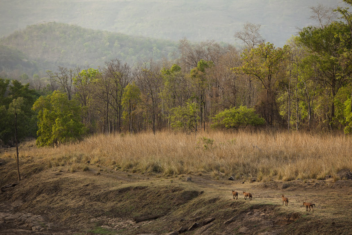 Countryside in India - tiger safari