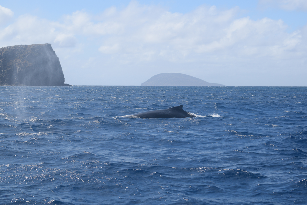 Deep sea fishing in Mauritius
