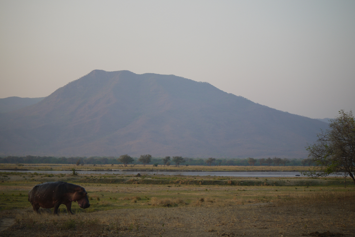 Hippo at Mana Pools Zimbabwe