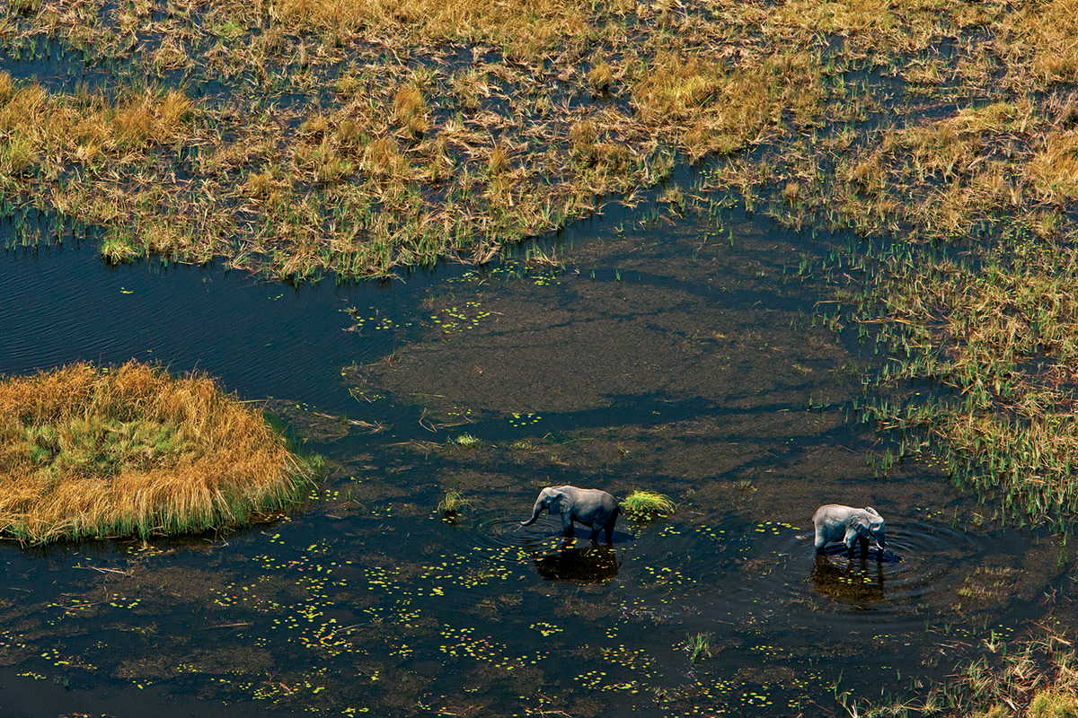 Elephants in Botswana