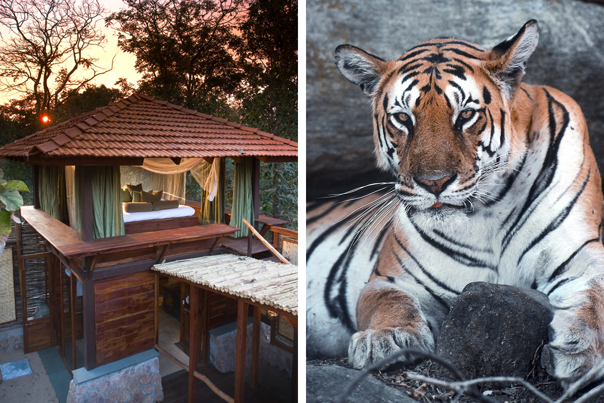 Bengal tiger in India