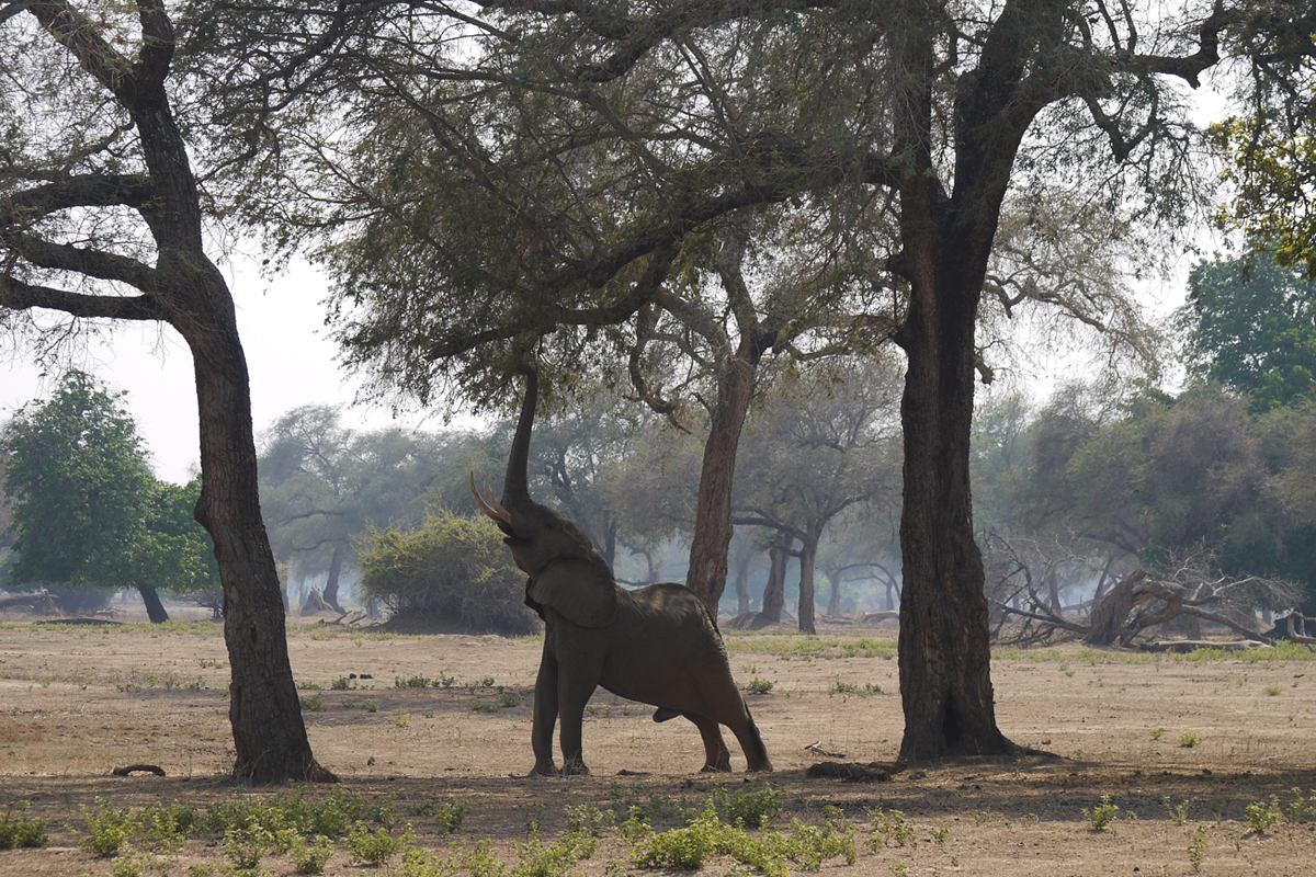 Elephant Mana Pools Zimbabwe