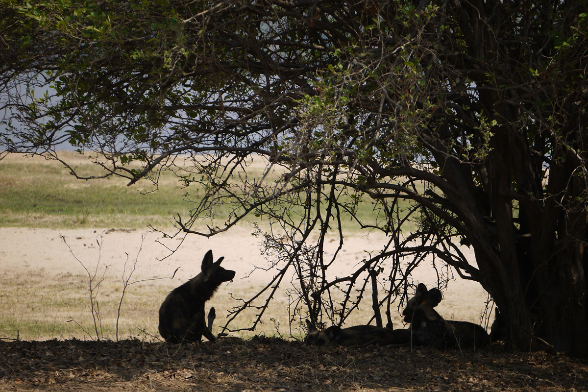 Hyenna in Zimbabwe