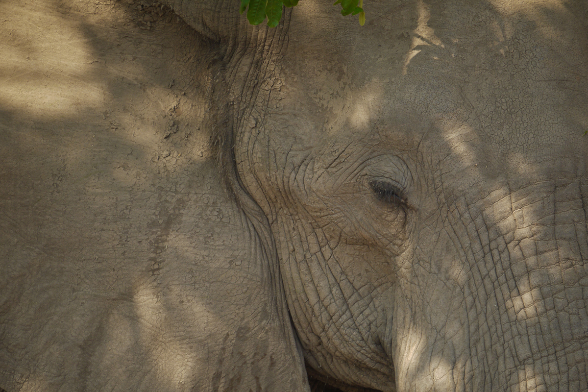 Elephant Mana Pools Zimbabwe