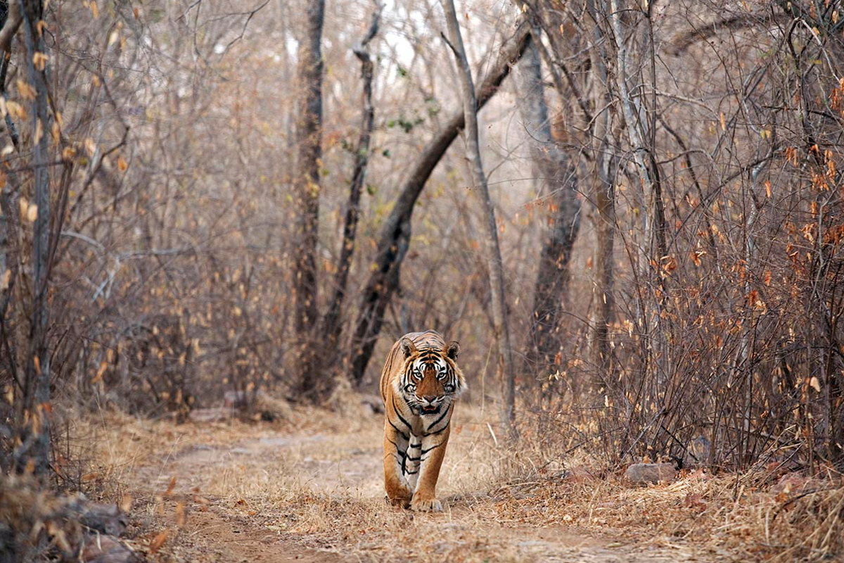 Tiger cazenove+loyd