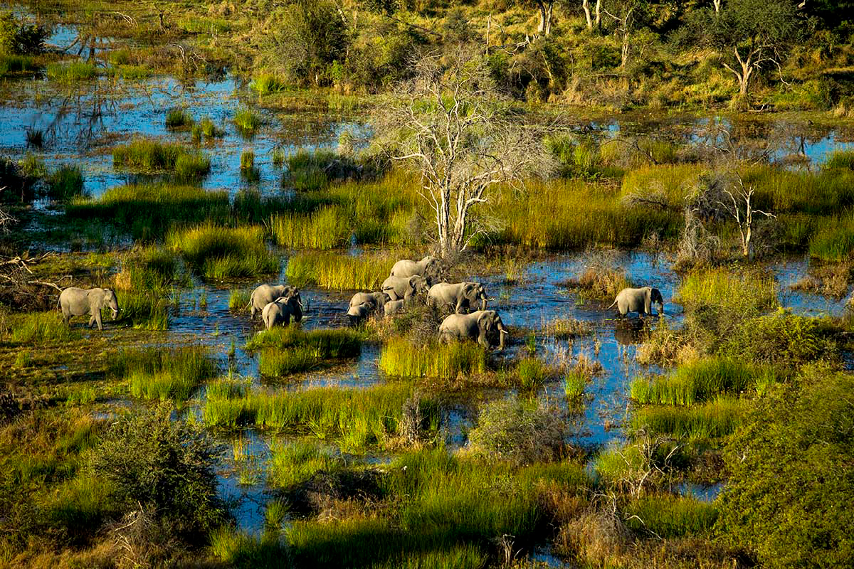 Elephants in Botswana