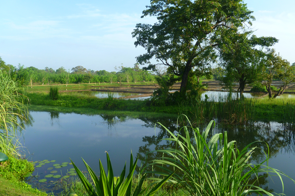 Sri Lanka at Christmas with cazenove+loyd