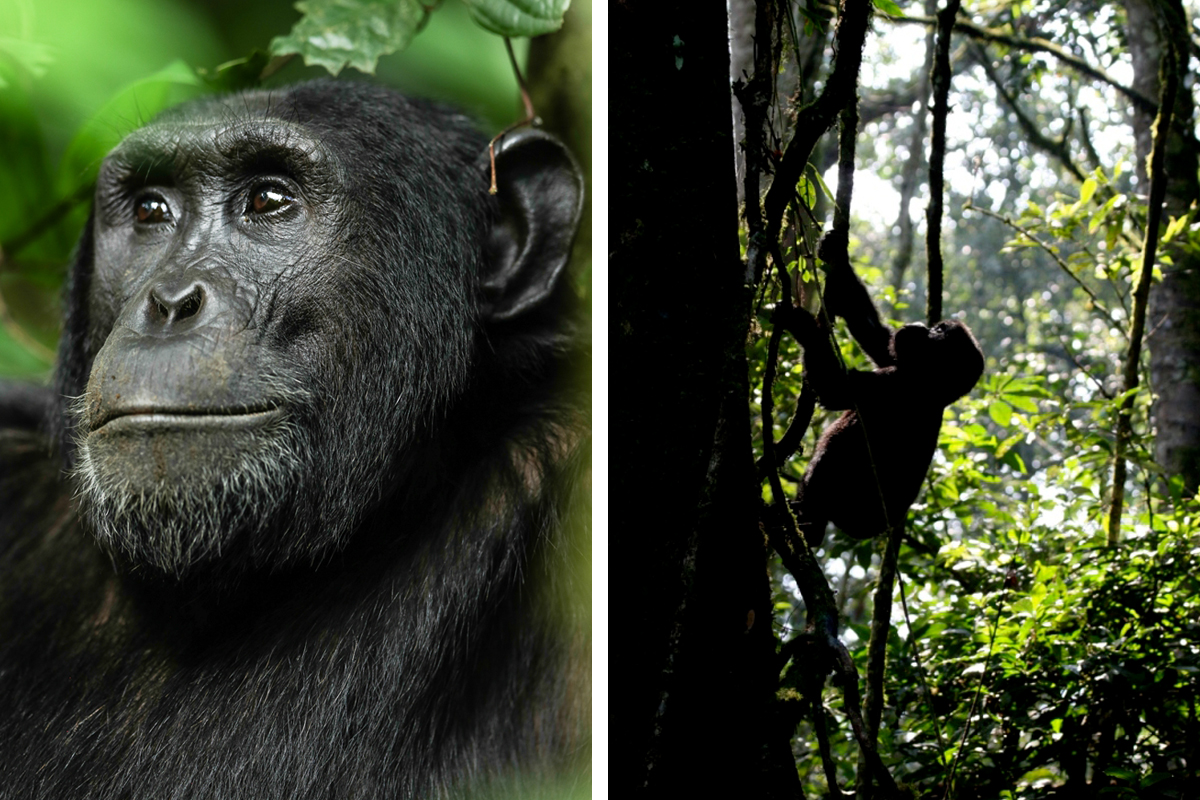 Mountain Gorillas