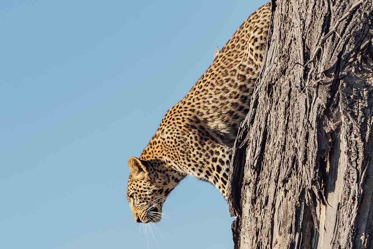 A journey through the Okavango Delta Capturing a Mobile Safari Expedition with cazenove+loyd