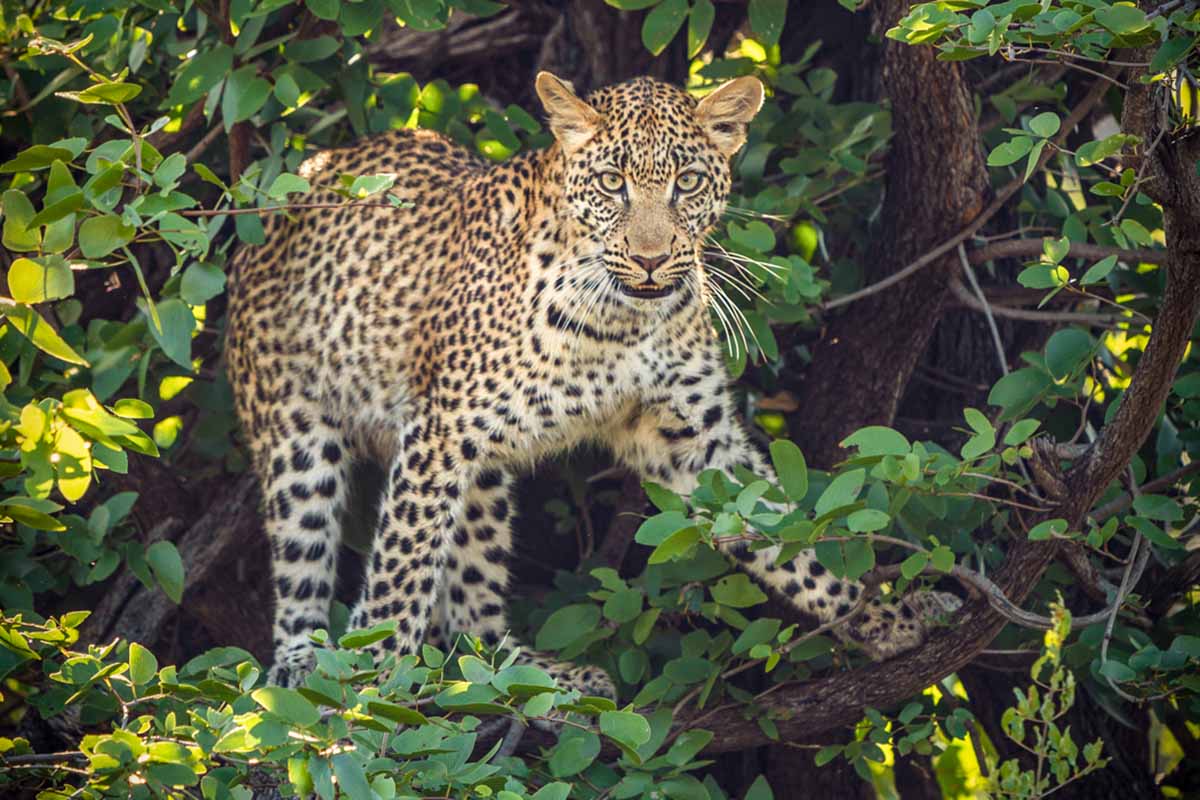 A journey through the Okavango Delta Capturing a Mobile Safari Expedition with cazenove+loyd