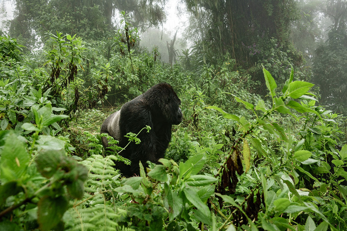 Bwindi-National-Park