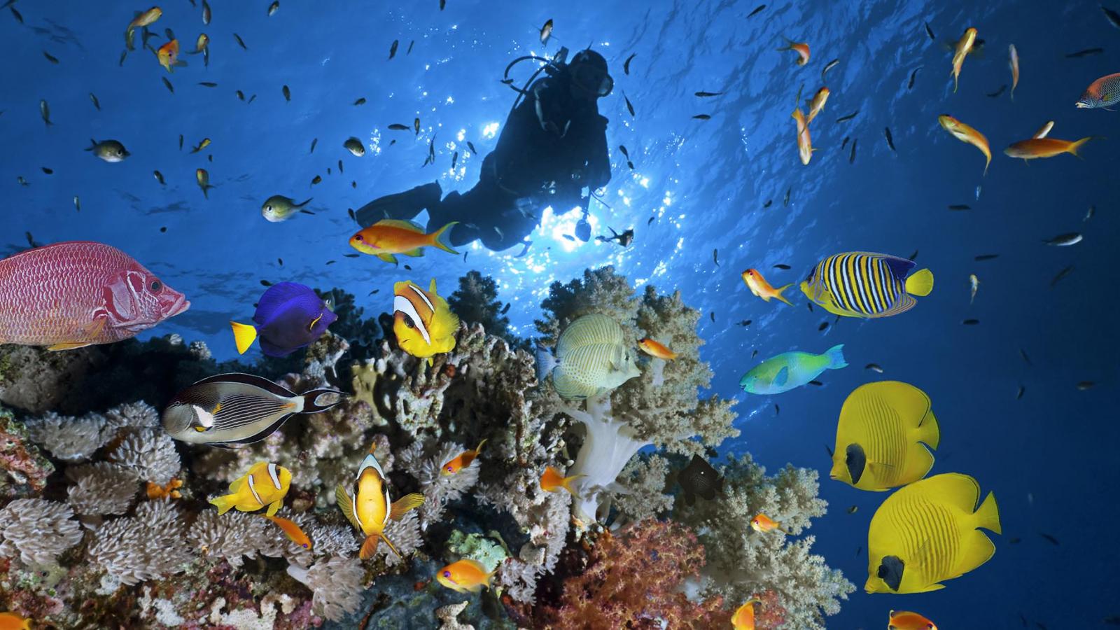 Diving in Egypt's Sharm el Sheikh