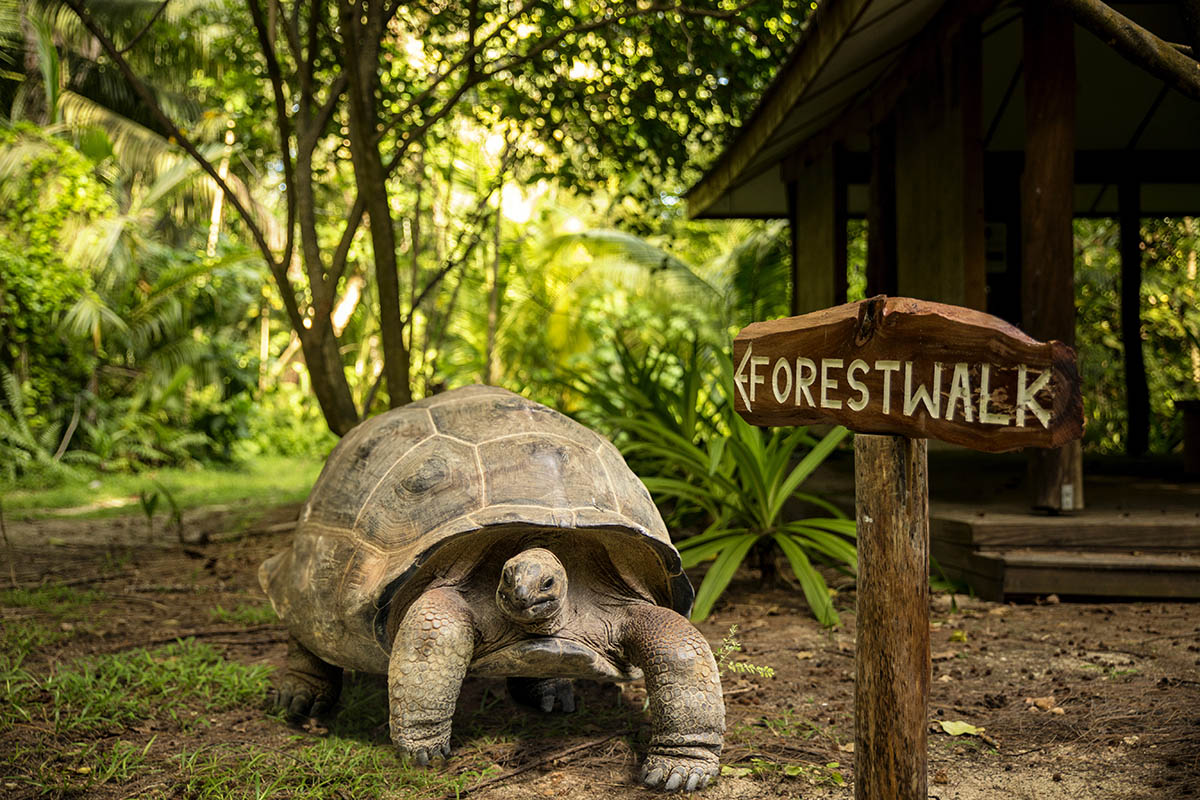 Conservation and sustainability on Denis Private Island, The Seychelles