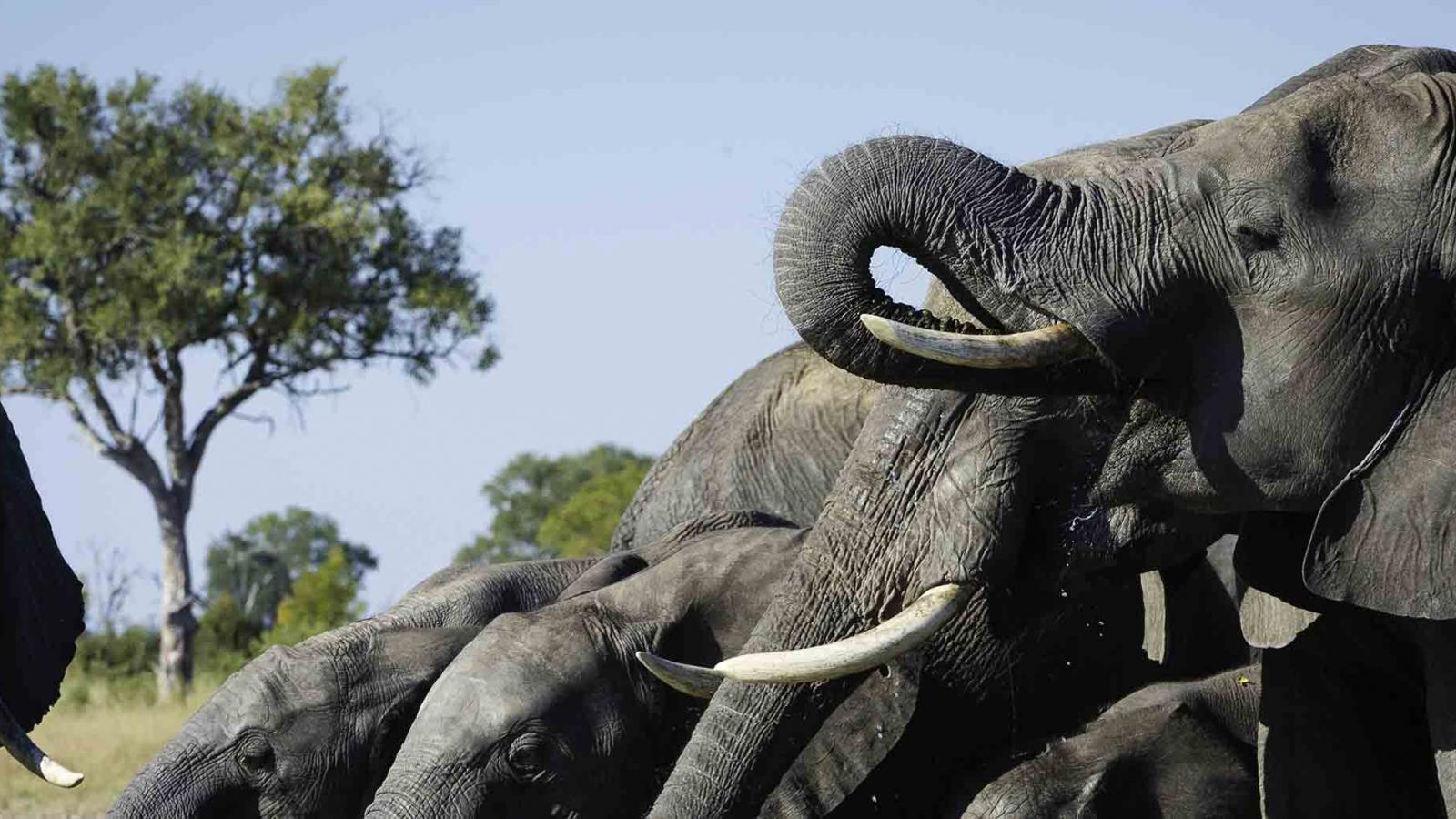 Exploring Hwange on Foot