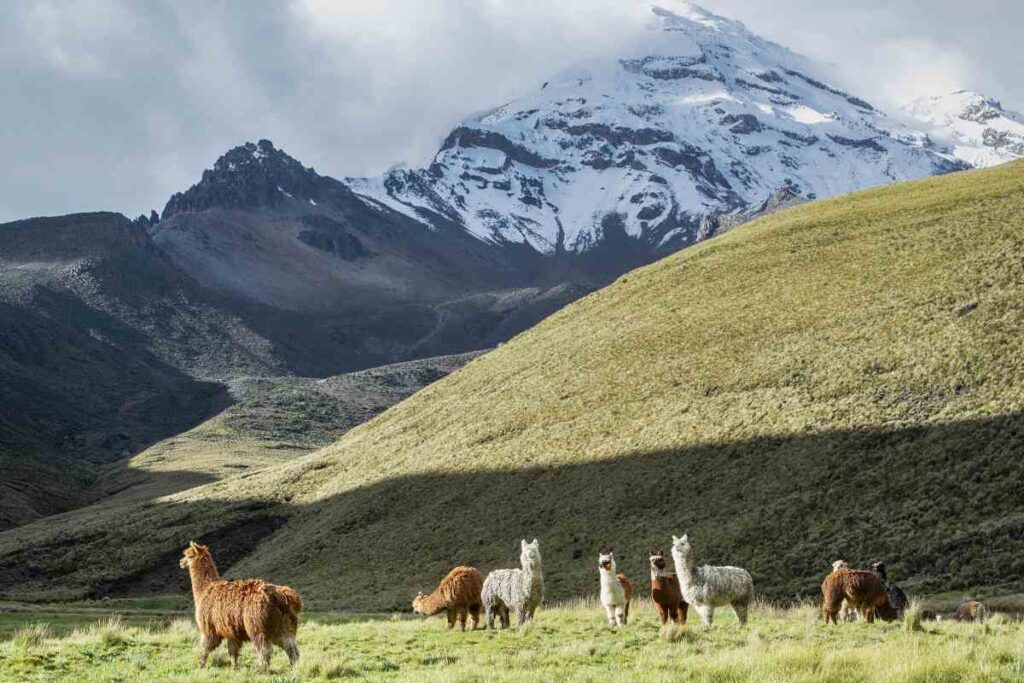 Reasons to visit Ecuador: see the volcanoes