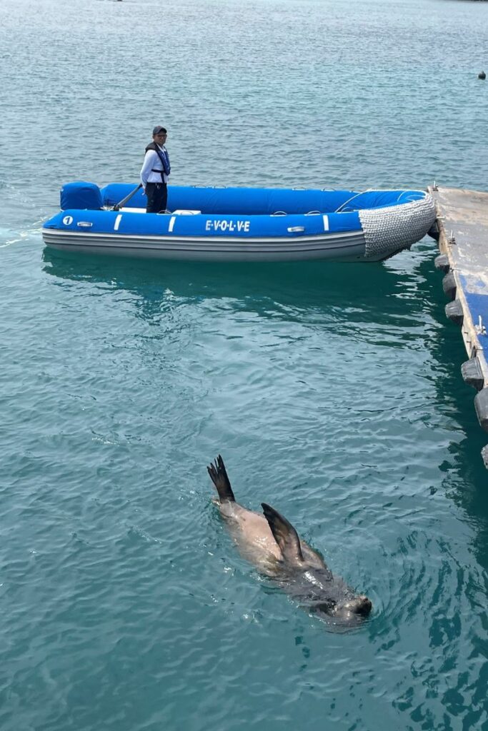 luxury galapagos cruise, a zodiac of Evolve ship