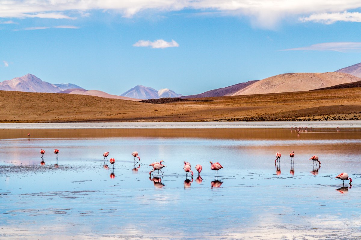 Flamingos