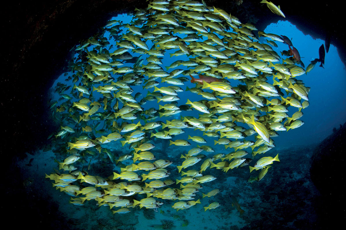 Luxury family holidays visit the in the Seychelles dive in the sea bed.