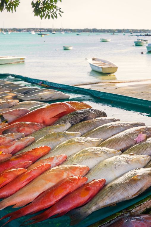 Fresh tropical fish Mauritius