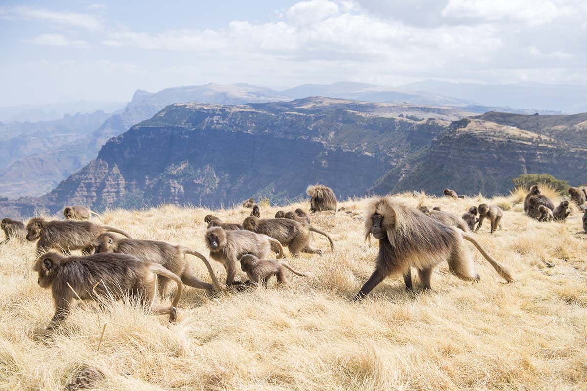 Geladas, sometimes called the bleeding-heart monkey, in the Simien Mountains, Ethiopia