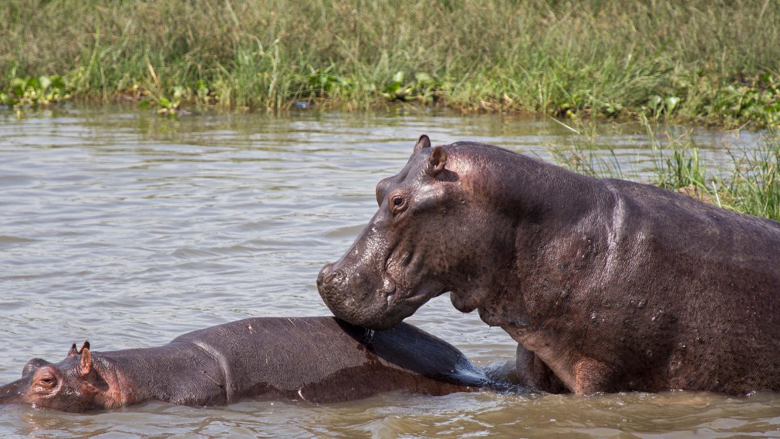 Henrietta's Visit to Murchison Falls in Uganda