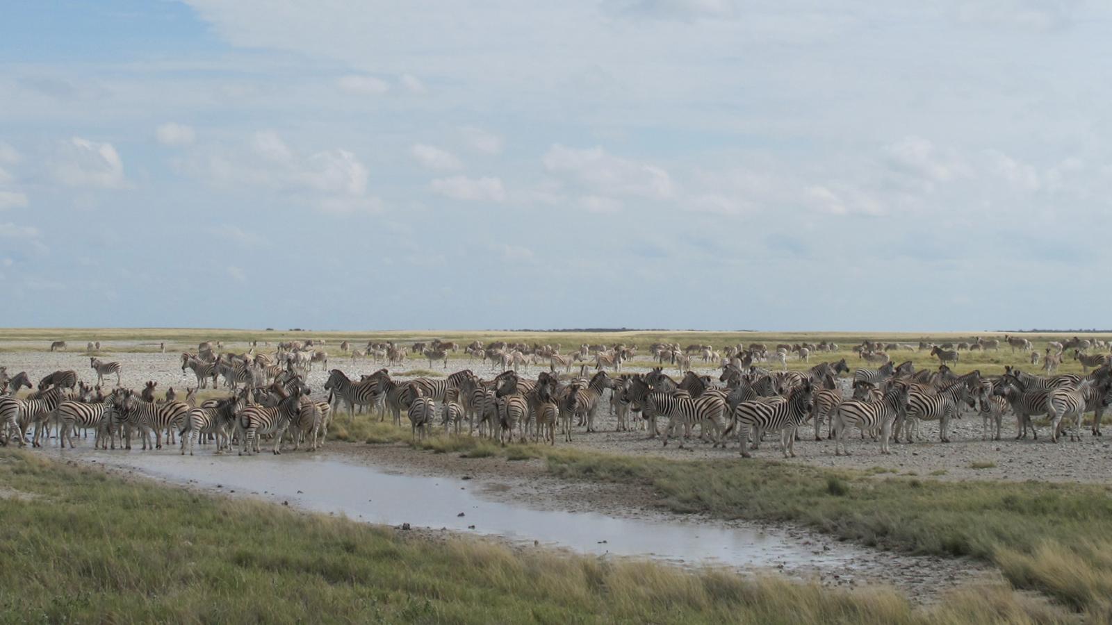How to experience Botswana the cazenove+loyd way