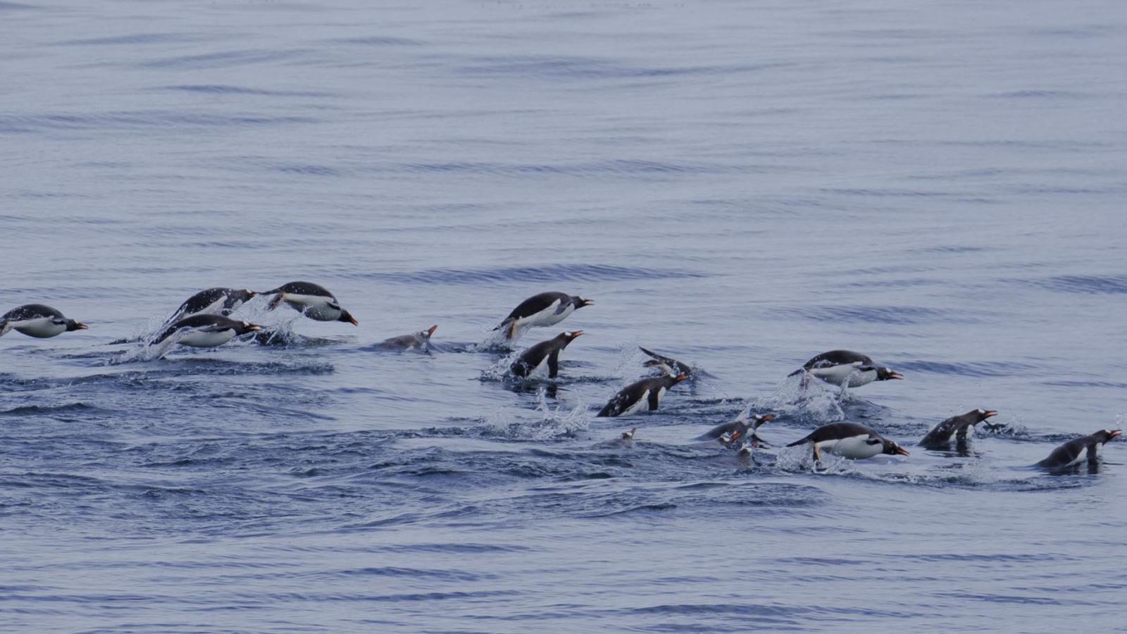 How to get involved with conservation in Antarctica
