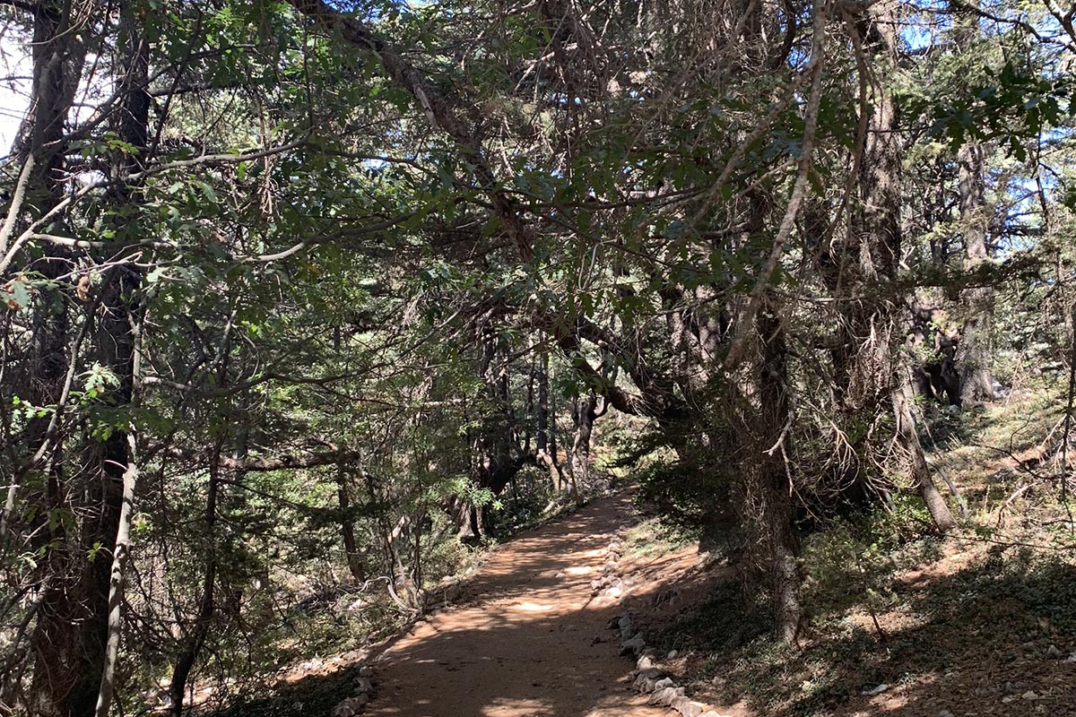 Al-Shouf Cedar Nature Reserve, Lebanon