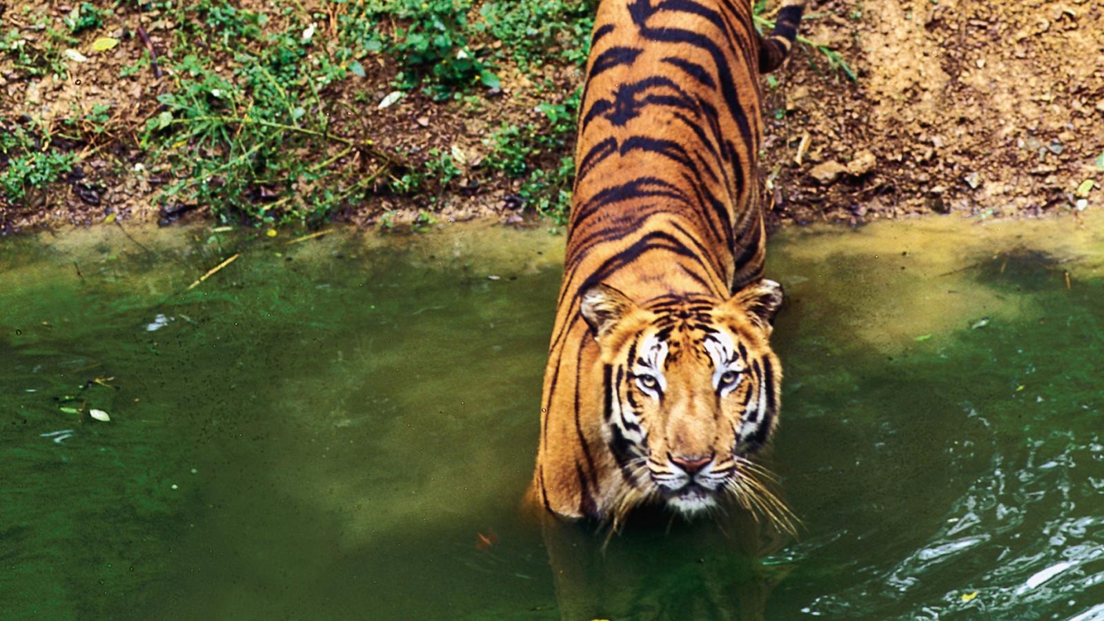In search of the Bengal tiger in Pench National Park, India