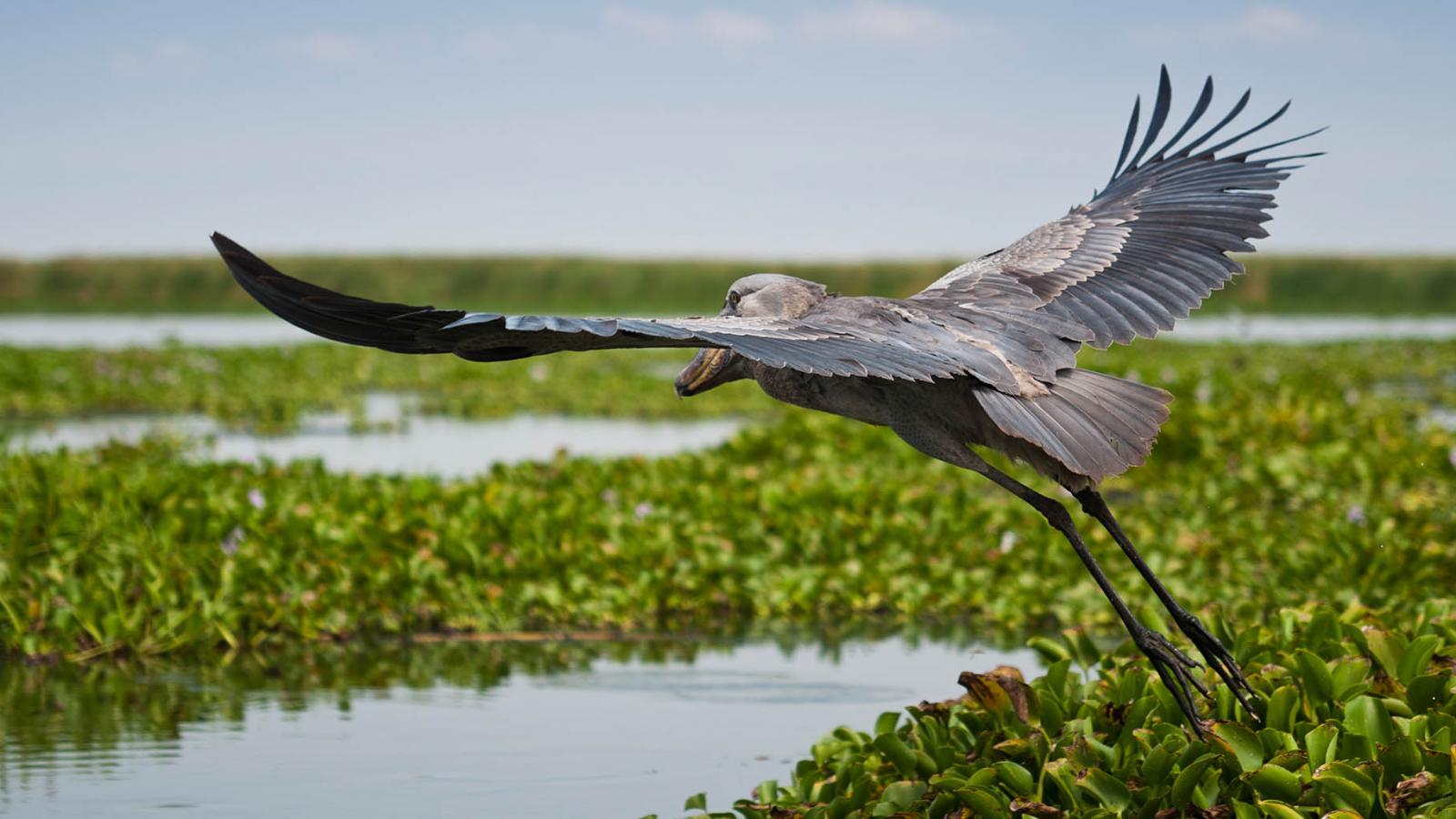 Inspiring Wildlife Experiences in Uganda