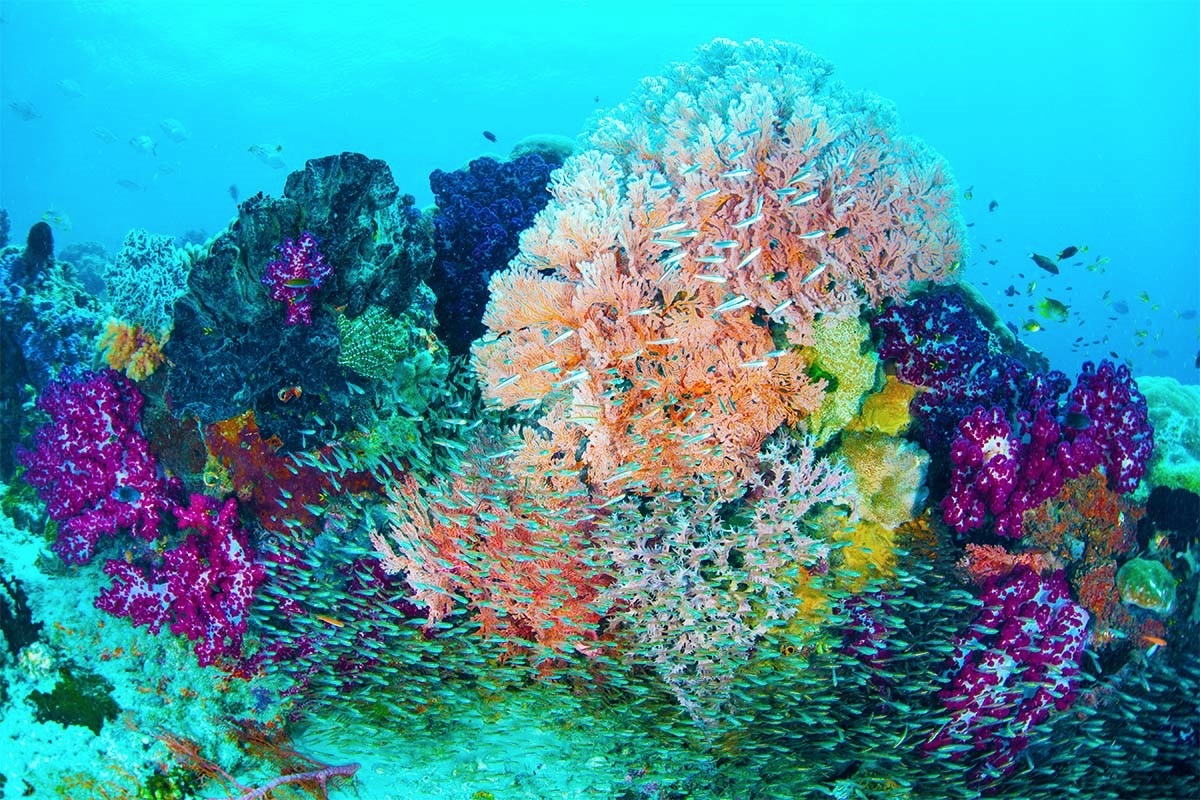 corals