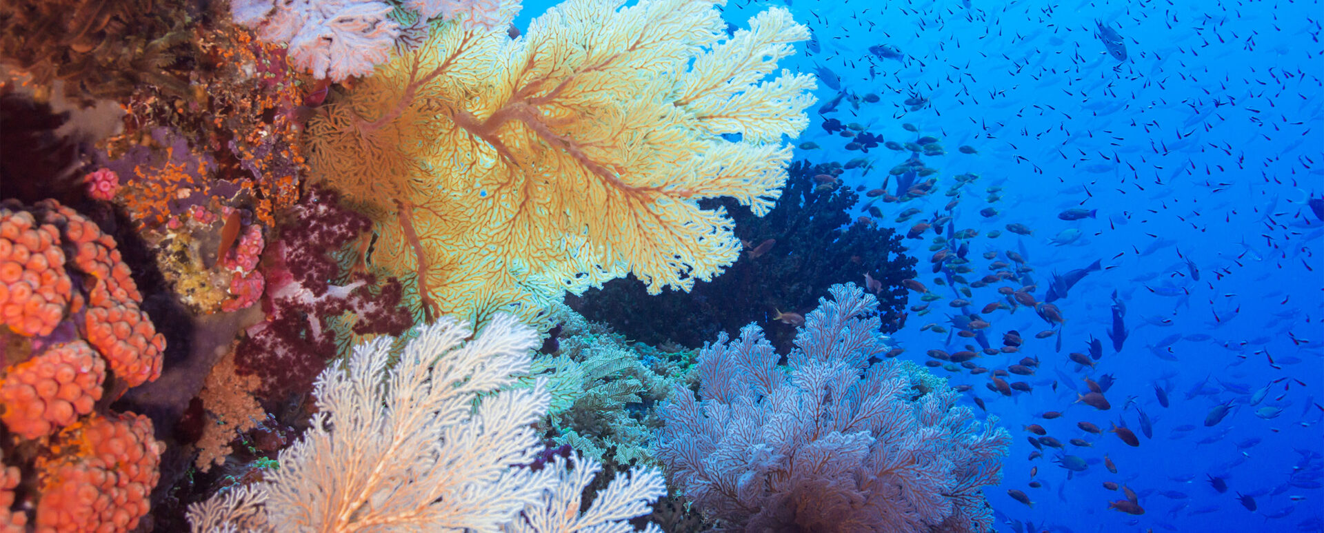 Indonesian Coral Reefs