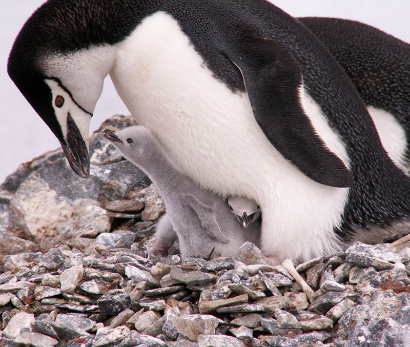 January in Antarctica, the Polar Region Seasons