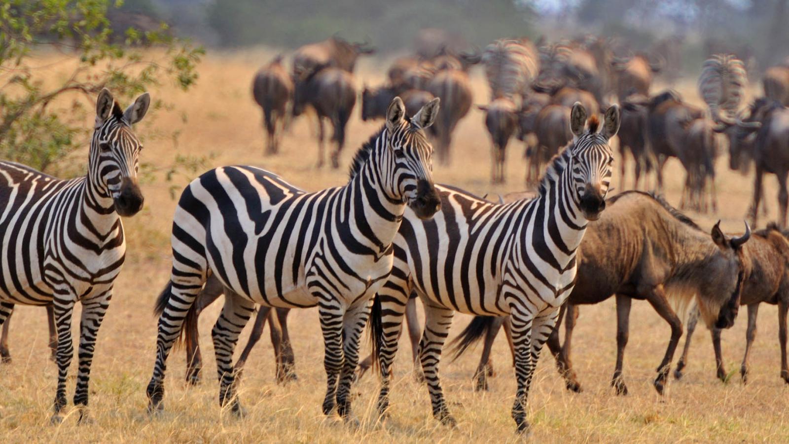 Serengeti lodges and camps: where to stay?