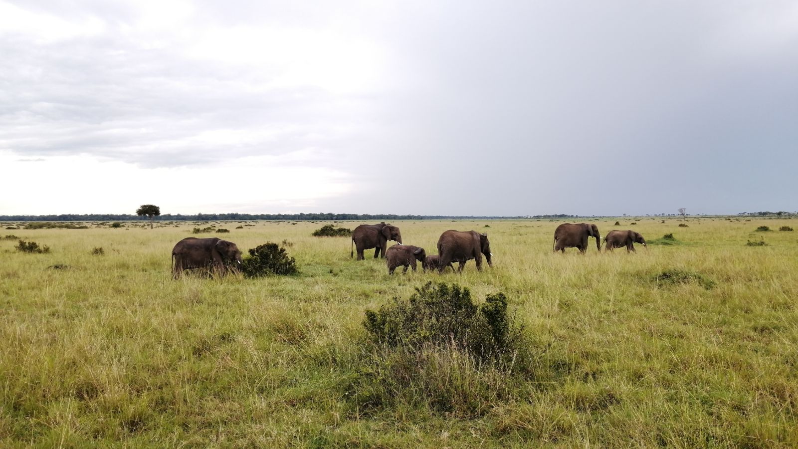 Mara, elephants