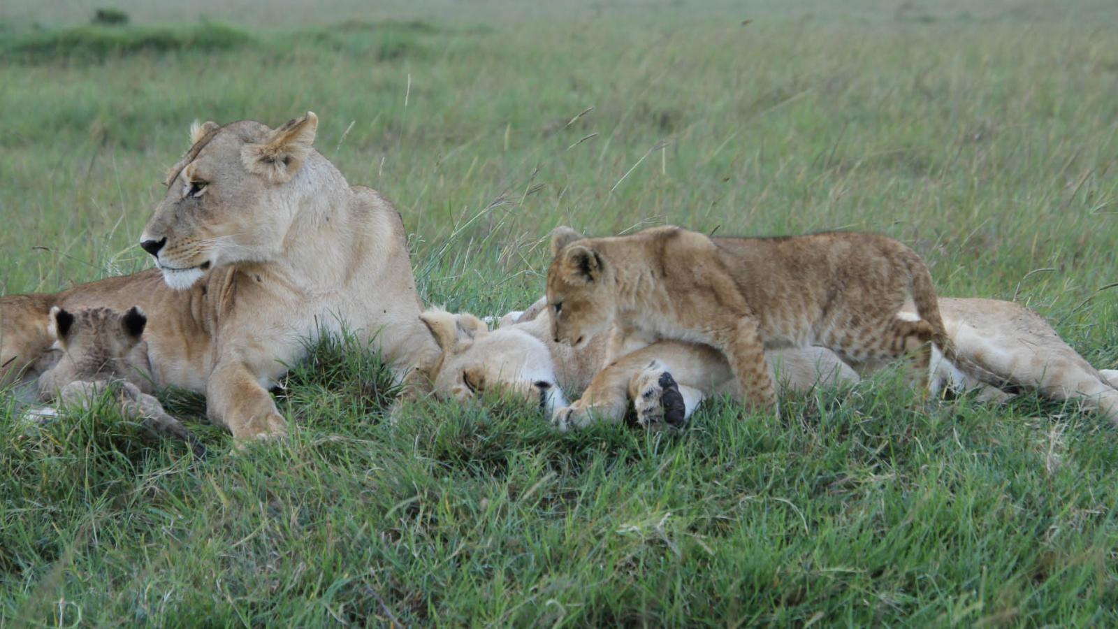 My Experience At Tangulia Mara, Kenya