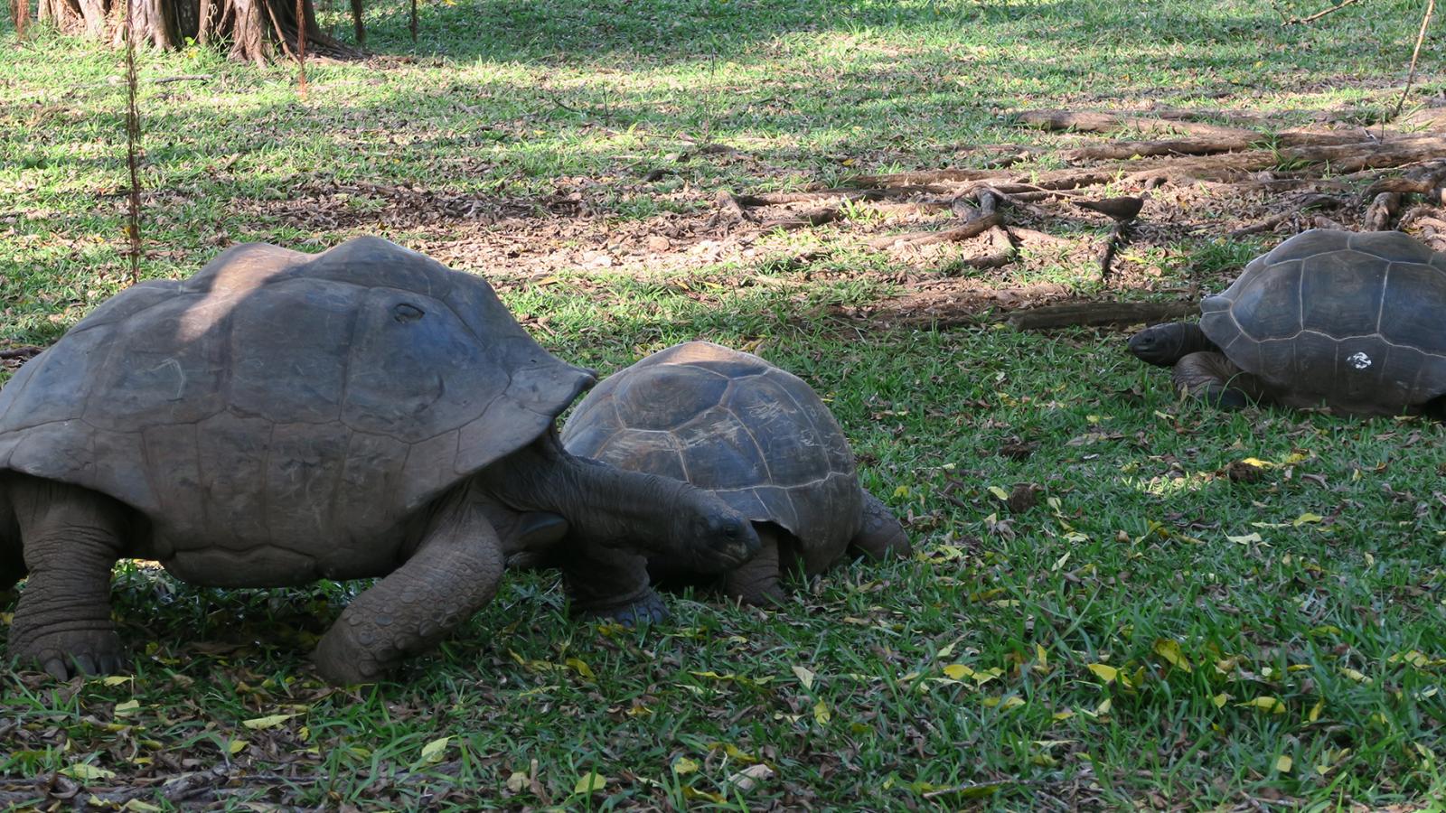 North Islands's Indigenous Species