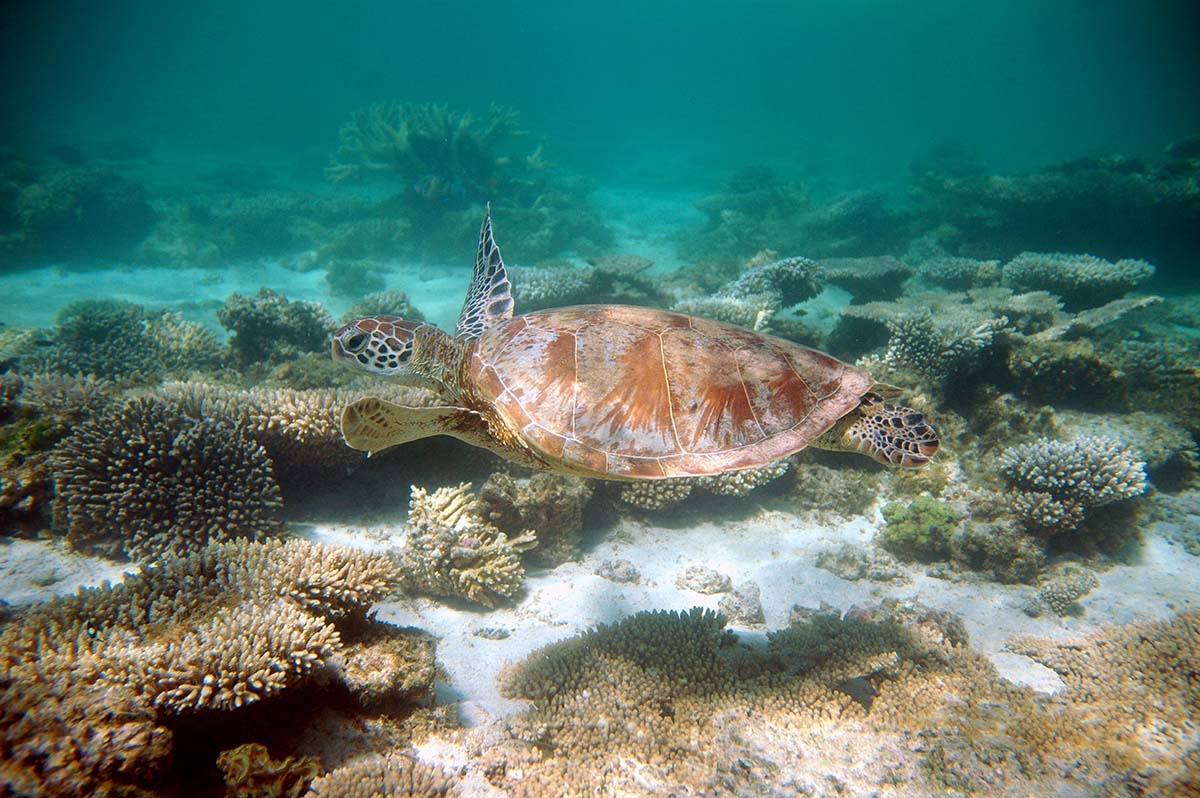 Ningaloo Reef