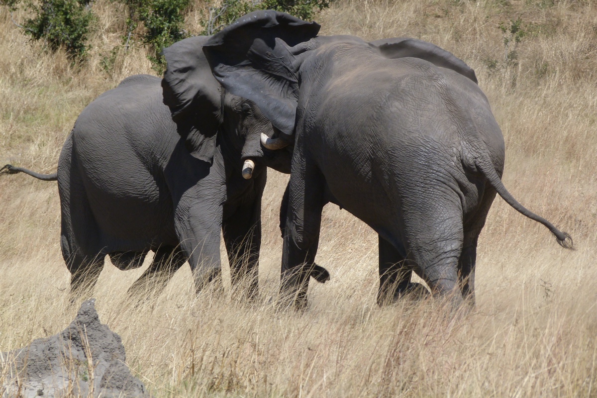 Safari in Zimbabwe with cazenove+loyd