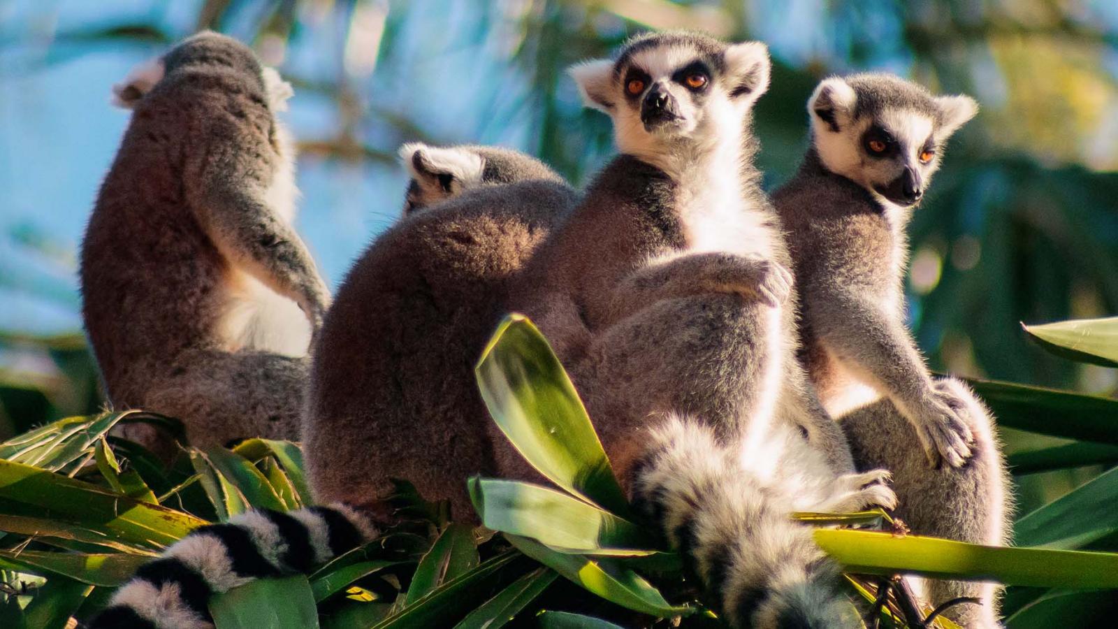 lemurs in madagascar
