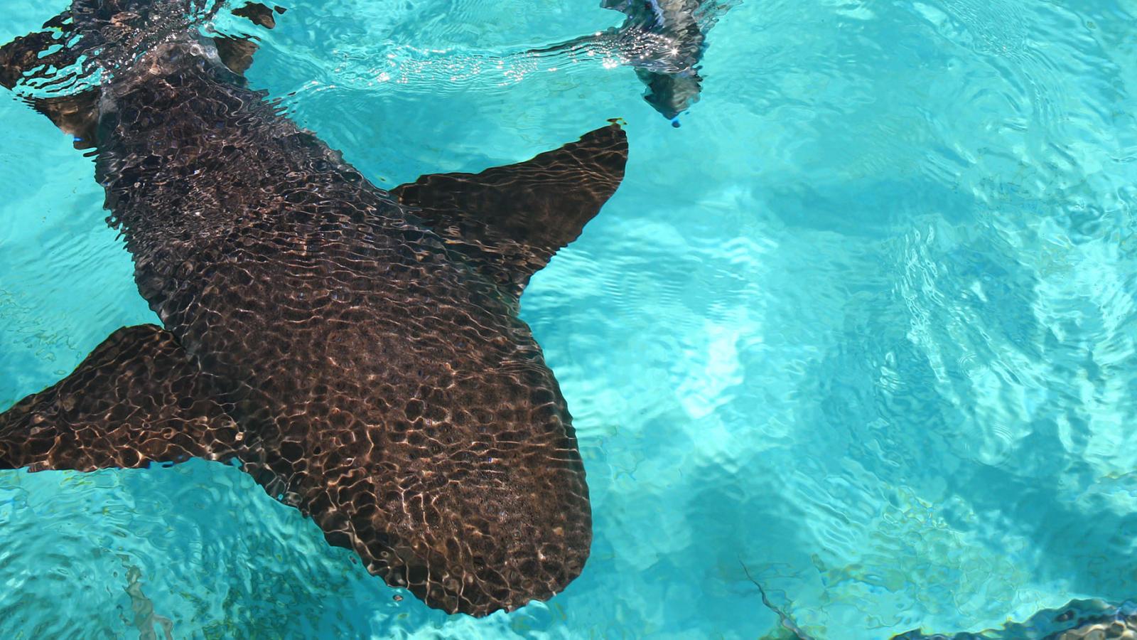 Nurse sharks, what to do in Belize