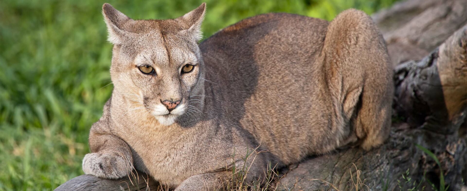 Patagonia Pumas in Torres Del Paine