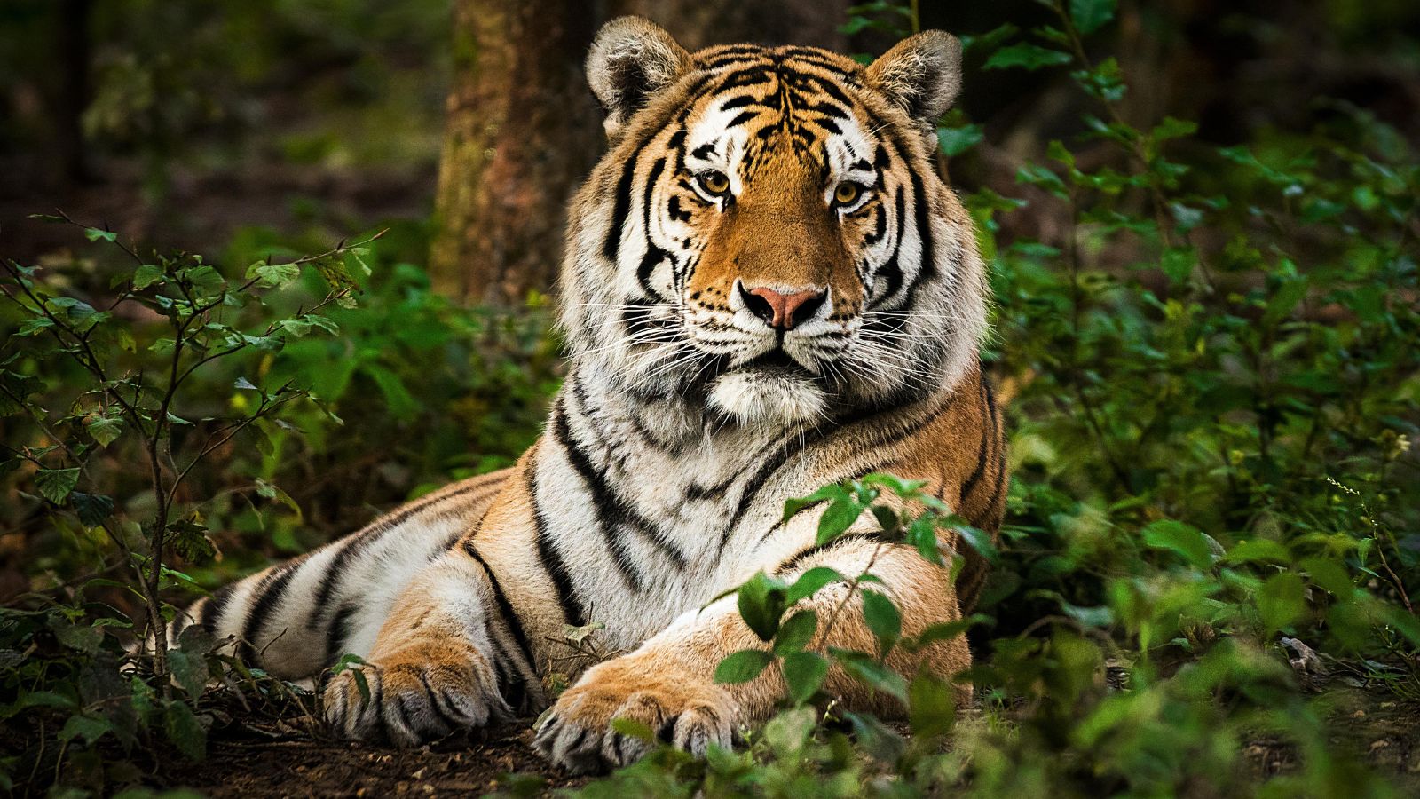 Ranthambore Tiger