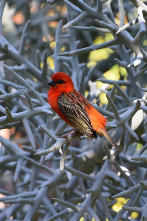 Red Cardinal Bird in Mauritius