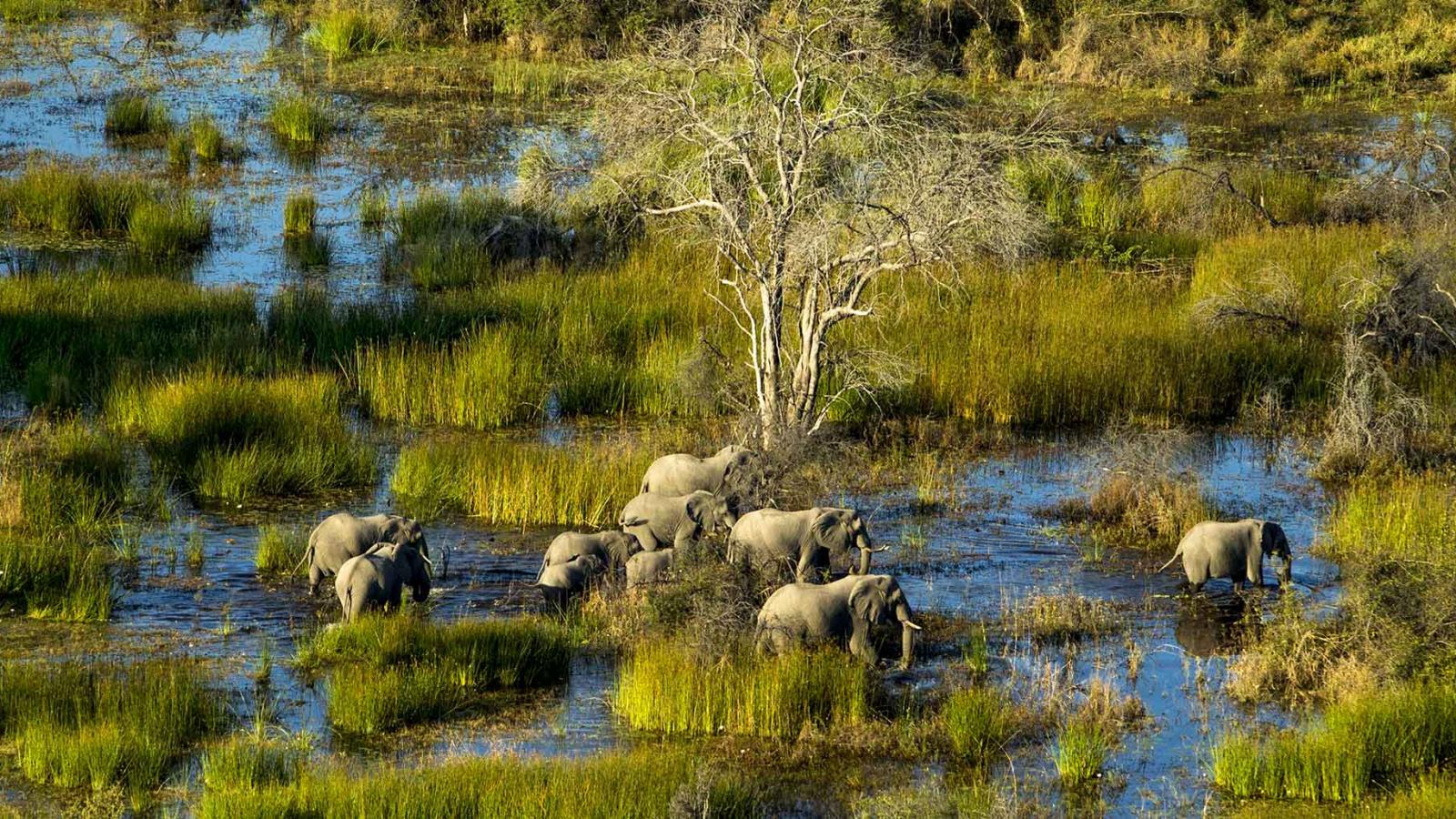 Safari Seasons: When is Right For You? Elephants in the water.