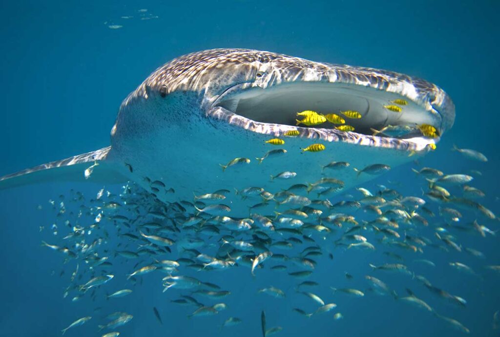 Best Places to Visit in Australia includes whale watching