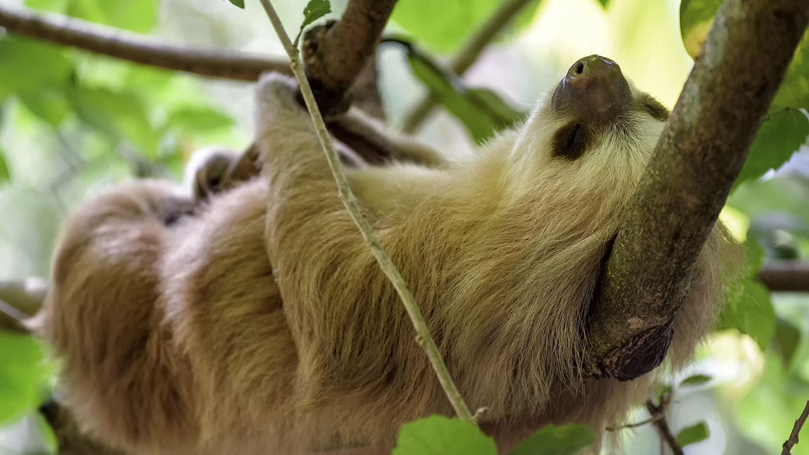 The best places to spot Costa Rica's amazing wildlife