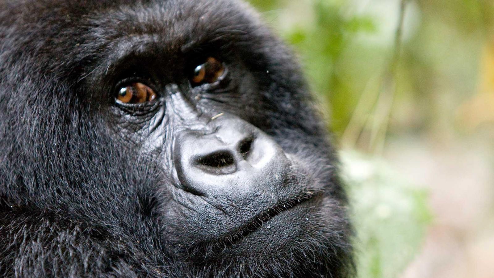 Three different ways to visit Africa